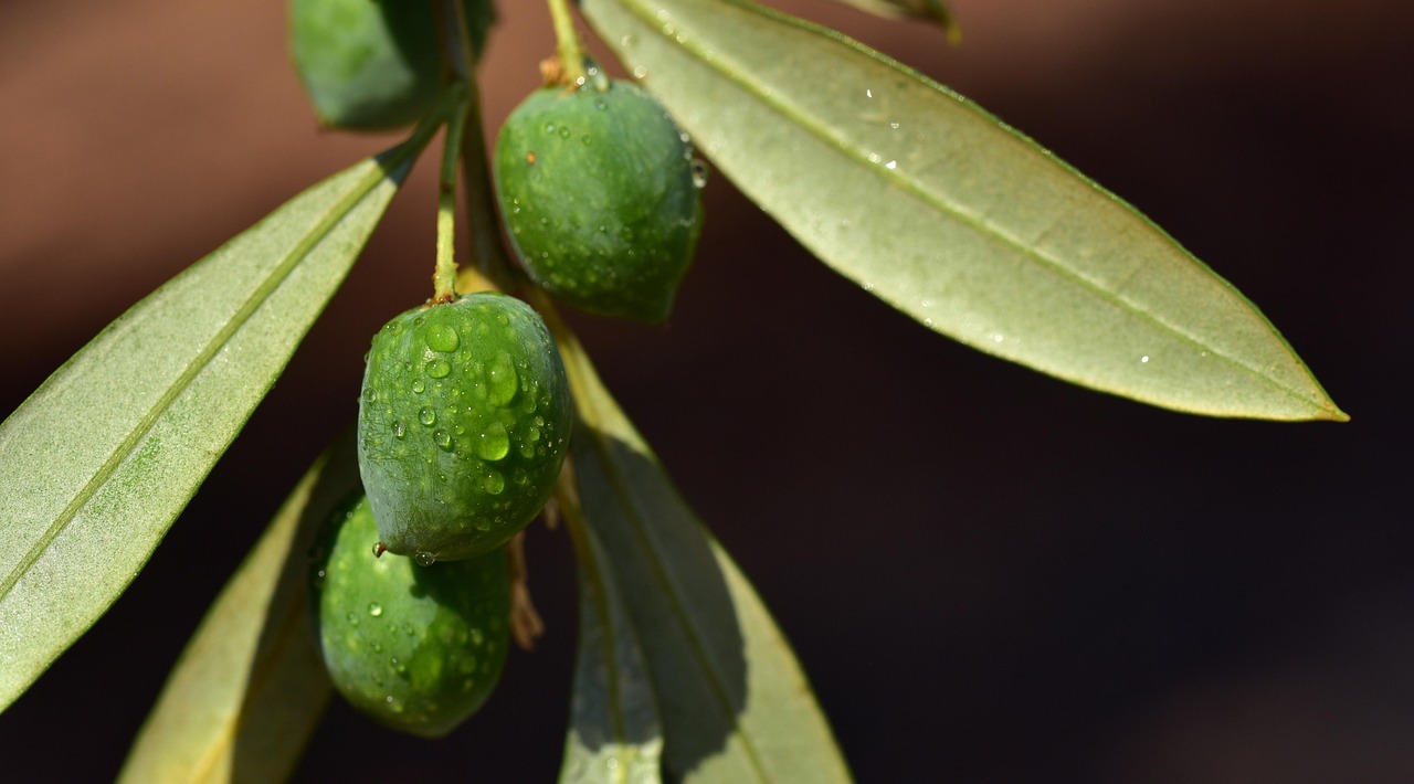 olives-3662847_1280