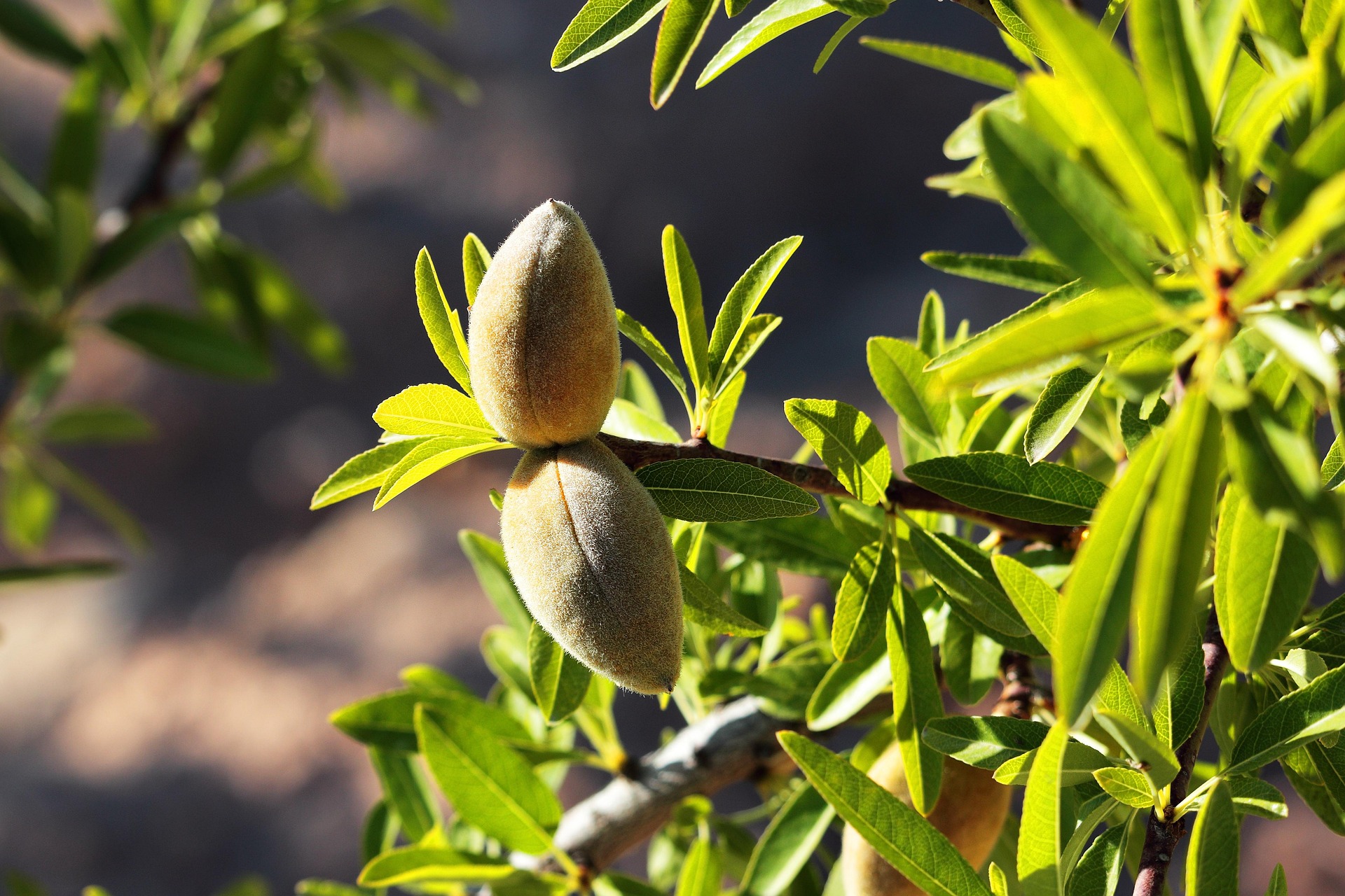 josenphoto-almond-5263493_1920